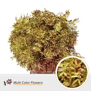 Pistache Autumn – 45cm