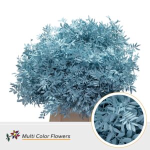 Pistache Blue Ice – 45cm
