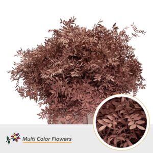 Pistache Caramel – 45cm