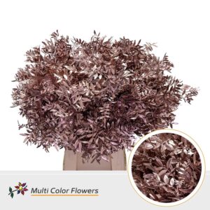 Pistache Champagne – 45cm