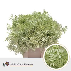 Pistache Creme – 45cm