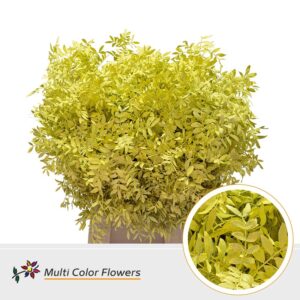 Pistache Geel – 45cm