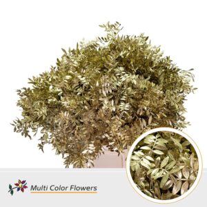 Pistache Goud – 45cm