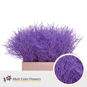 Heidelbeer Milka – 60cm