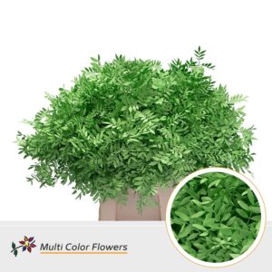Pistache Groen appel – 45cm