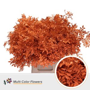 Pistache Oranje – 45cm