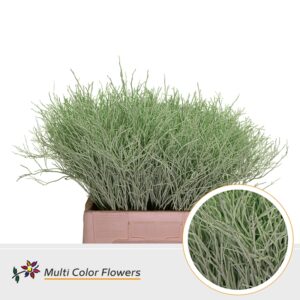 Heidelbeer Mint – 60cm