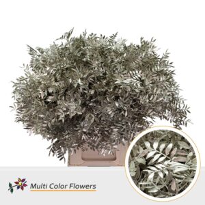 Pistache Platina – 45cm
