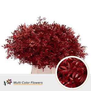 Pistache Rood – 45cm