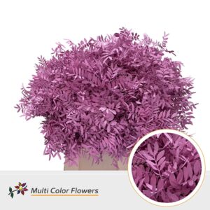 Pistache Rose nieuw – 45cm
