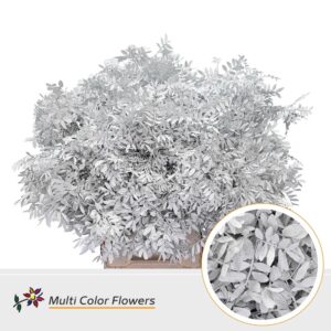 Pistache Wit – 45cm