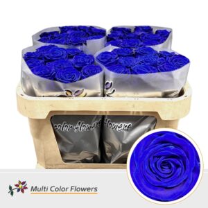 Rosa Gr. Blauw Donker – 70cm