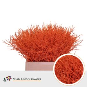 Heidelbeer Oranje – 60cm