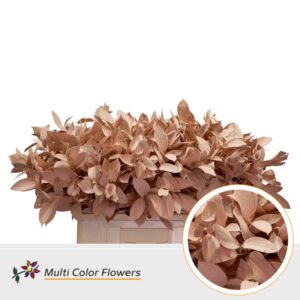 Ruscus Apricot – 60cm