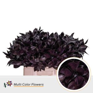 Ruscus Aubergine – 60cm