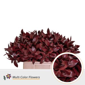 Ruscus Bordeaux – 60cm