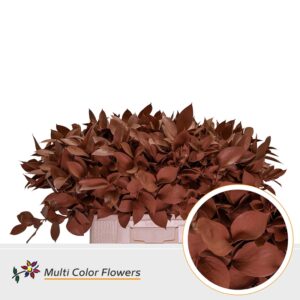 Ruscus Bruin – 60cm