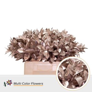 Ruscus Champagne – 60cm