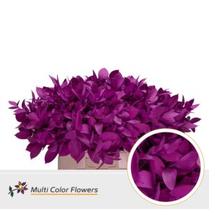 Ruscus Erica – 60cm