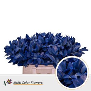 Ruscus Frost Blauw Donker – 60cm