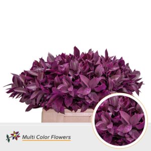 Ruscus Frost Erica – 60cm