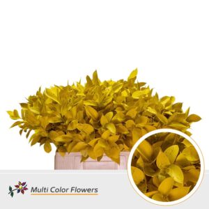 Ruscus Frost Geel – 60cm