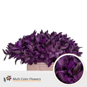 Ruscus Frost Lila Donker – 60cm
