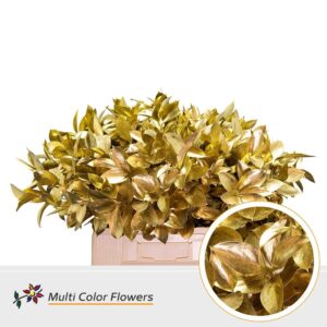 Ruscus Goud – 60cm