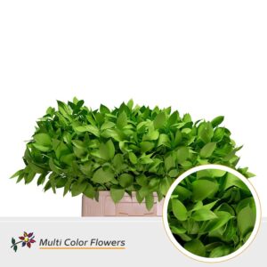 Ruscus Groen appel – 60cm