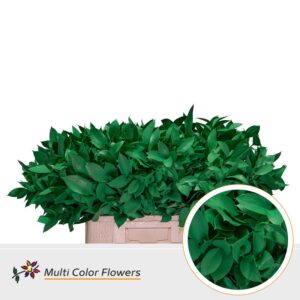 Ruscus Groen donker – 60cm