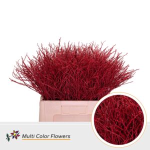 Heidelbeer Rood – 60cm