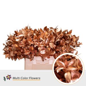 Ruscus Koper – 60cm