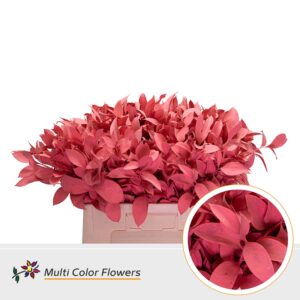 Ruscus Koraal – 60cm
