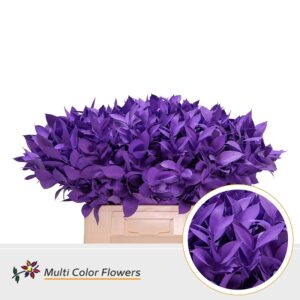 Ruscus Lila donker – 60cm
