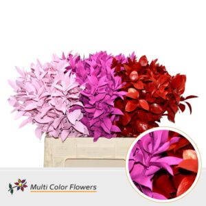 Ruscus Love Mix – 60cm