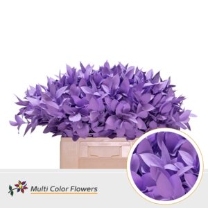 Ruscus Milka – 60cm