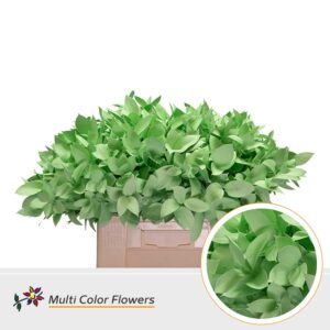 Ruscus Mint – 60cm