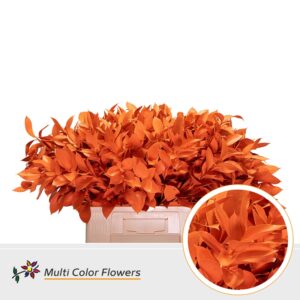 Ruscus Oranje – 60cm