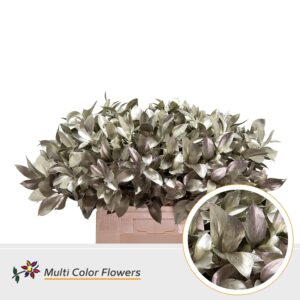 Ruscus Platina – 60cm