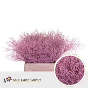 Heidelbeer Rose licht – 60cm