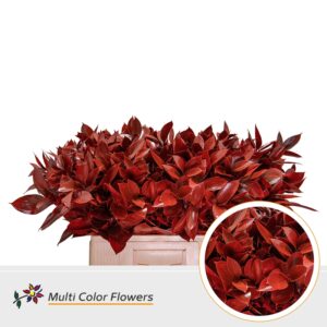 Ruscus Rood – 60cm