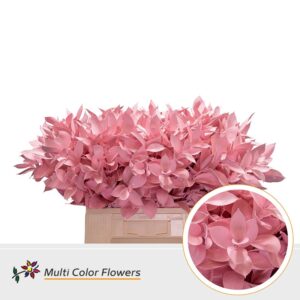 Ruscus Rose licht – 60cm
