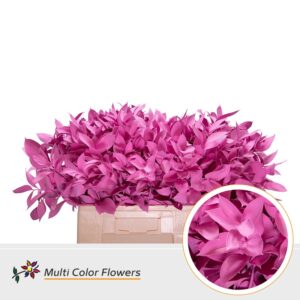 Ruscus Rose nieuw – 60cm