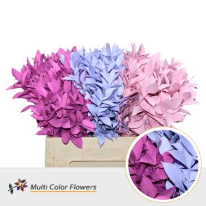 Ruscus Valentine Mix – 60cm
