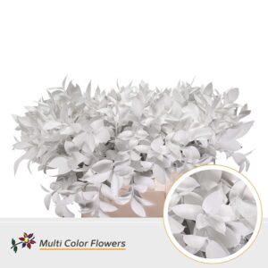 Ruscus Wit – 60cm