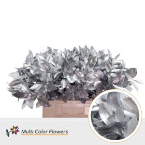 Ruscus Zilver – 60cm