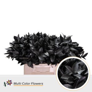 Ruscus Zwart – 60cm