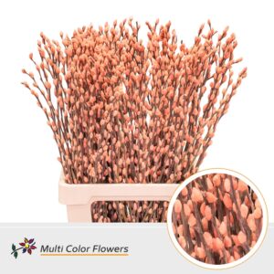 Salix Snowflake Apricot – 70cm