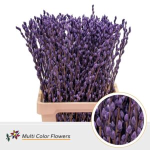 Salix Snowflake Aubergine – 70cm