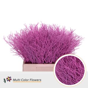 Heidelbeer Rose nieuw – 60cm